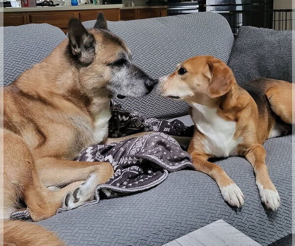 Medium Photo #15 Beagle-Unknown Mix Puppy For Sale in Germantown, OH, USA