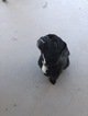 Small Photo #8 English Bulldog-French Bulldog Mix Puppy For Sale in PALM DESERT, CA, USA
