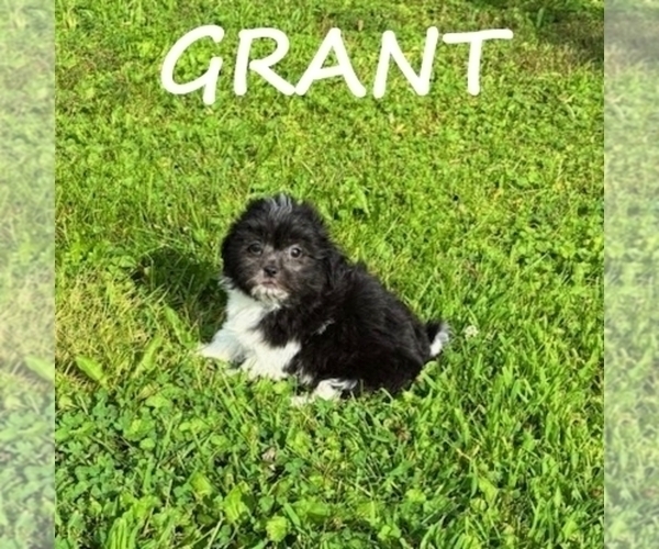 Medium Photo #1 ShihPoo Puppy For Sale in HARTLAND, MN, USA