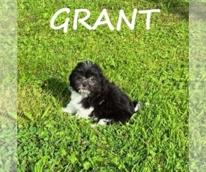 ShihPoo Puppy for sale in HARTLAND, MN, USA