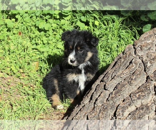 Medium Photo #2 Australian Shepherd Puppy For Sale in ACTON, CA, USA