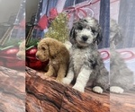 Small Photo #36 Aussiedoodle Puppy For Sale in COMMERCE, MI, USA