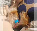 Small #4 Chihuahua Mix