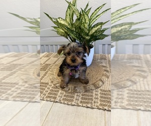 Yorkshire Terrier Puppy for Sale in TAMARAC, Florida USA