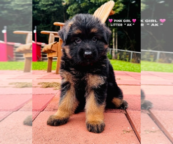 Medium Photo #1 German Shepherd Dog Puppy For Sale in GADSDEN, AL, USA