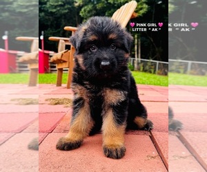 German Shepherd Dog Puppy for sale in GADSDEN, AL, USA