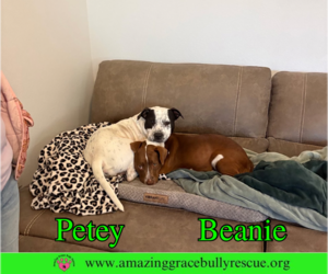 Petey - Male American Bulldog-Unknown Mix Dog for Adoption - Photo #3