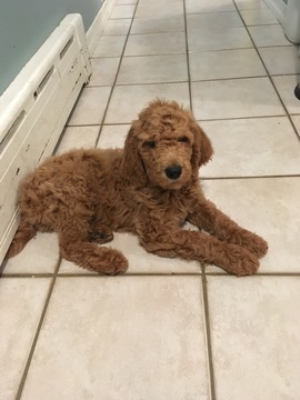 Medium Photo #4 Goldendoodle Puppy For Sale in BRONX, NY, USA