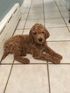 Small Photo #4 Goldendoodle Puppy For Sale in BRONX, NY, USA