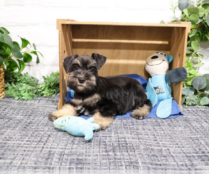 Schnauzer (Miniature) Puppy for sale in SYRACUSE, IN, USA