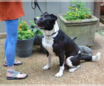 Small #1 Saint Bernard Mix