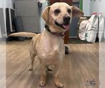 Small Photo #2 Dachsador Puppy For Sale in Washington, DC, USA
