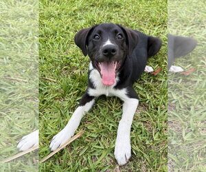 Labrador Retriever-Unknown Mix Dogs for adoption in Royal Palm Beach, FL, USA