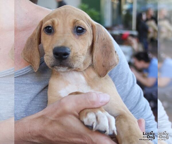 Medium Photo #3 Retriever -Unknown Mix Puppy For Sale in Washington, DC, USA
