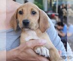 Small #2 Retriever  Mix
