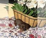 Puppy 2 Dachshund