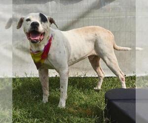 American Staffordshire Terrier-Unknown Mix Dogs for adoption in San Antonio, TX, USA