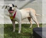 Small American Staffordshire Terrier Mix
