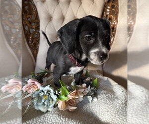 Cocker Spaniel-Unknown Mix Dogs for adoption in Mundelein, IL, USA