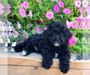 Poodle (Miniature) Puppy for sale in ARTHUR, IL, USA