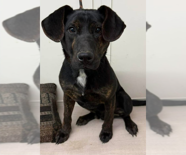 Medium Photo #8 Coonhound Puppy For Sale in Bloomingdale, NJ, USA