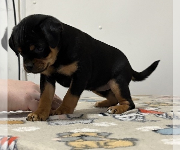 Medium Photo #15 Carlin Pinscher Puppy For Sale in COBB, WI, USA