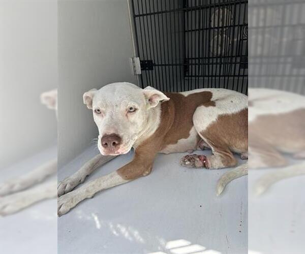 Medium Photo #1 American Pit Bull Terrier Puppy For Sale in Houston, TX, USA