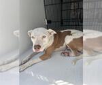 Small American Pit Bull Terrier