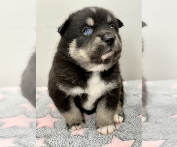 Medium Photo #21 Pomsky-Shiba Inu Mix Puppy For Sale in NASHUA, NH, USA