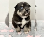 Small Photo #21 Pomsky-Shiba Inu Mix Puppy For Sale in NASHUA, NH, USA
