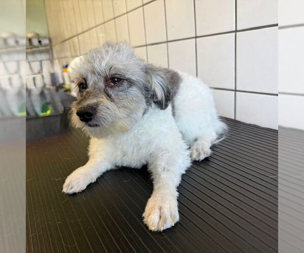 Medium Photo #1 Poodle (Miniature) Puppy For Sale in Downey, CA, USA