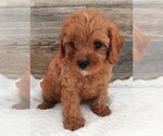 Puppy Puppy 4 Male Cavapoo