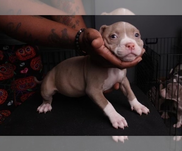 Medium Photo #8 American Bully Puppy For Sale in LITHONIA, GA, USA