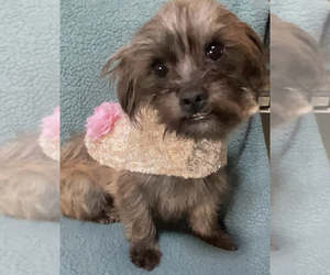 Shih Tzu-Unknown Mix Dogs for adoption in MAHWAH, NJ, USA