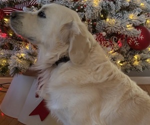 Father of the English Cream Golden Retriever puppies born on 12/01/2025