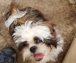 Puppy Thing 2 Shih Tzu