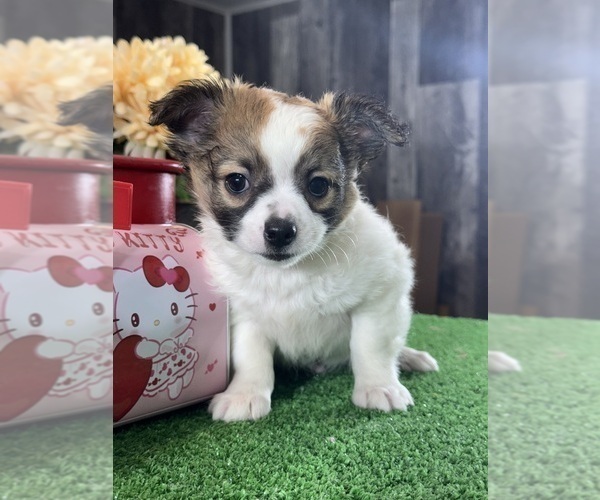 Medium Photo #3 Chihuahua Puppy For Sale in CANOGA, NY, USA