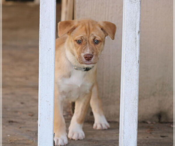 Medium Photo #2 Siberian Husky-Unknown Mix Puppy For Sale in San Diego, CA, USA