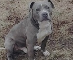 Small Photo #1 American Pit Bull Terrier Puppy For Sale in TRENTON, NJ, USA