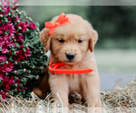 Small #1 Golden Retriever