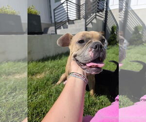Bulldog-Unknown Mix Dogs for adoption in MIDWAY, UT, USA
