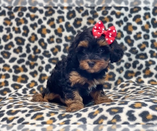 Medium Photo #12 YorkiePoo Puppy For Sale in LAKELAND, FL, USA