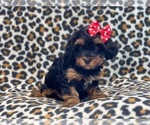 Small Photo #12 YorkiePoo Puppy For Sale in LAKELAND, FL, USA