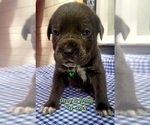 Puppy Dark Green Cane Corso
