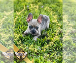 Small #5 French Bulldog