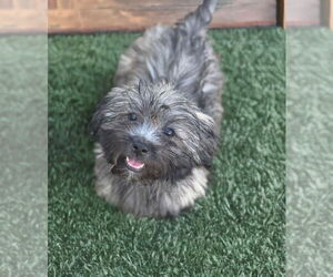 Havashu Dogs for adoption in Phoenix, AZ, USA