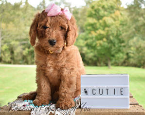 Goldendoodle-Poodle (Miniature) Mix Puppy for sale in PATMOS, OH, USA