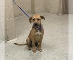 Small Black Mouth Cur Mix