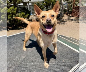 Mutt Dogs for adoption in Seal Beach, CA, USA