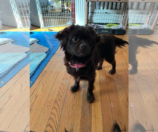 Medium Photo #2 Chihuahua-Colonial Cocker Spaniel Mix Puppy For Sale in Catasauqua, PA, USA